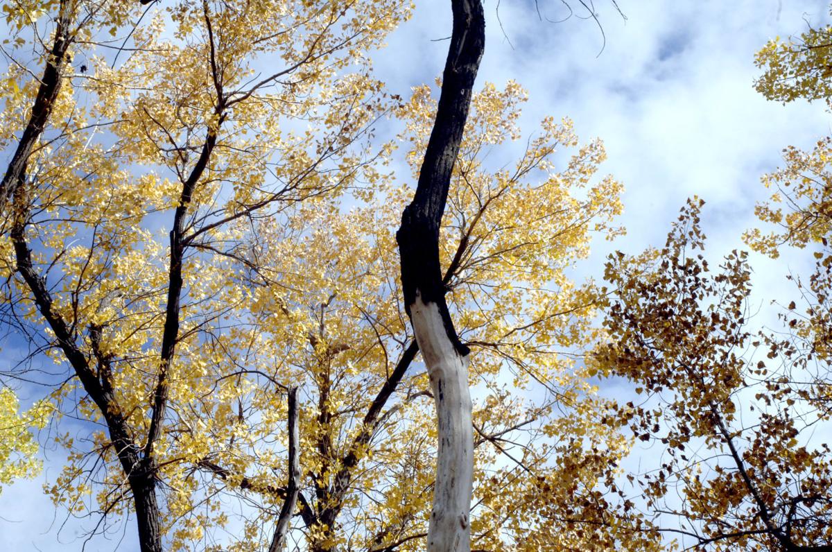 autumn-trail