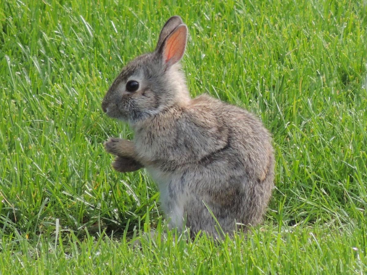 Cute Bunny