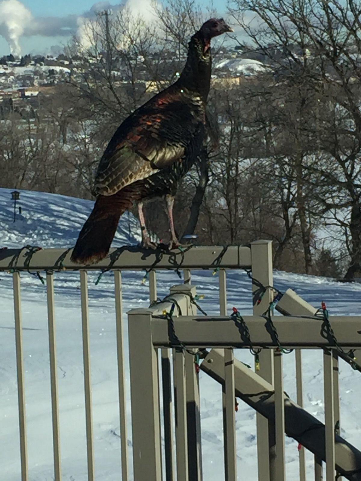 Hungry Turkey