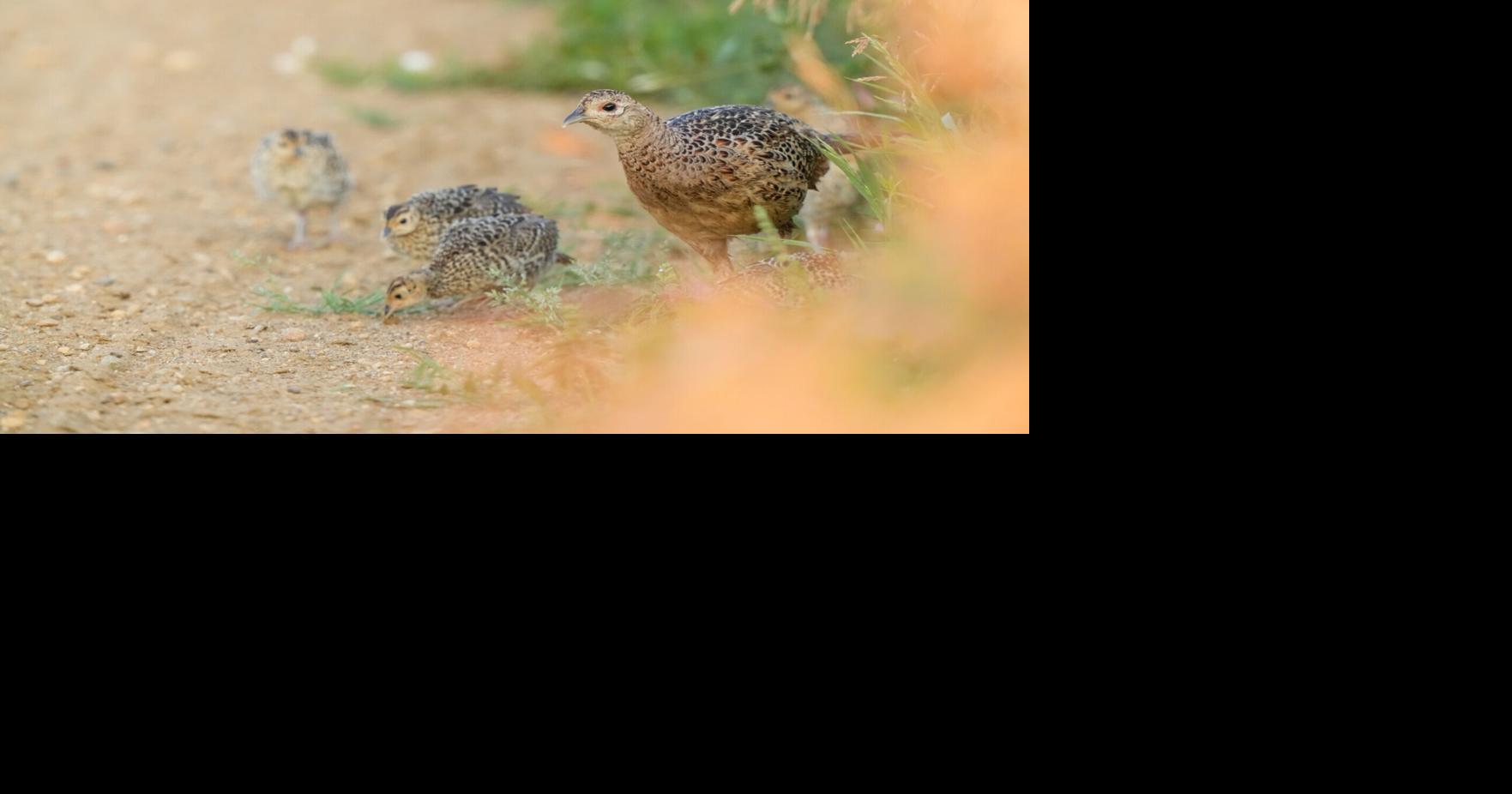 Doug Leier: The backbone of modern wildlife management