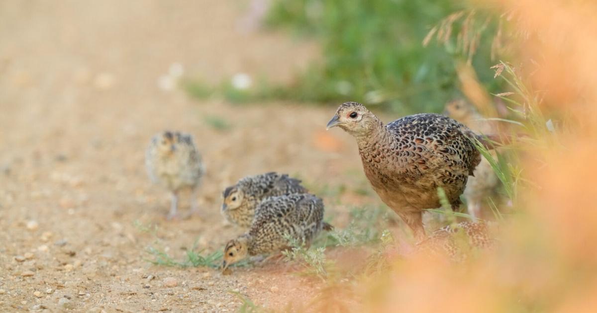 Doug Leier: The backbone of modern wildlife management