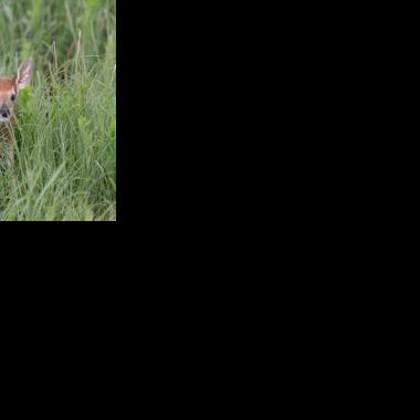 Doug Leier: Use restraint with 'orphaned' young wildlife