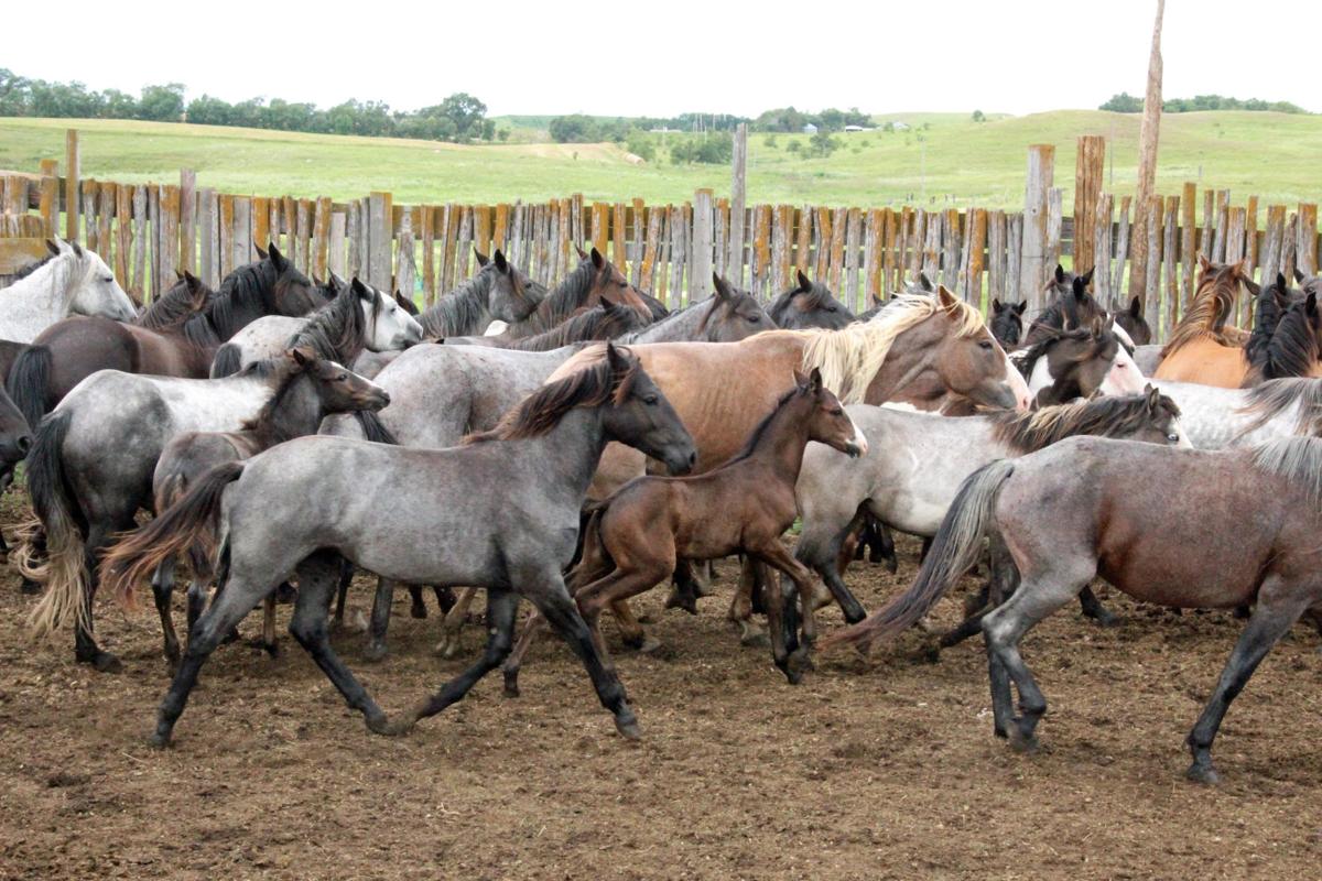 ‘It’s miserable’ North Dakota rancher’s Nokota horse herd to be sold