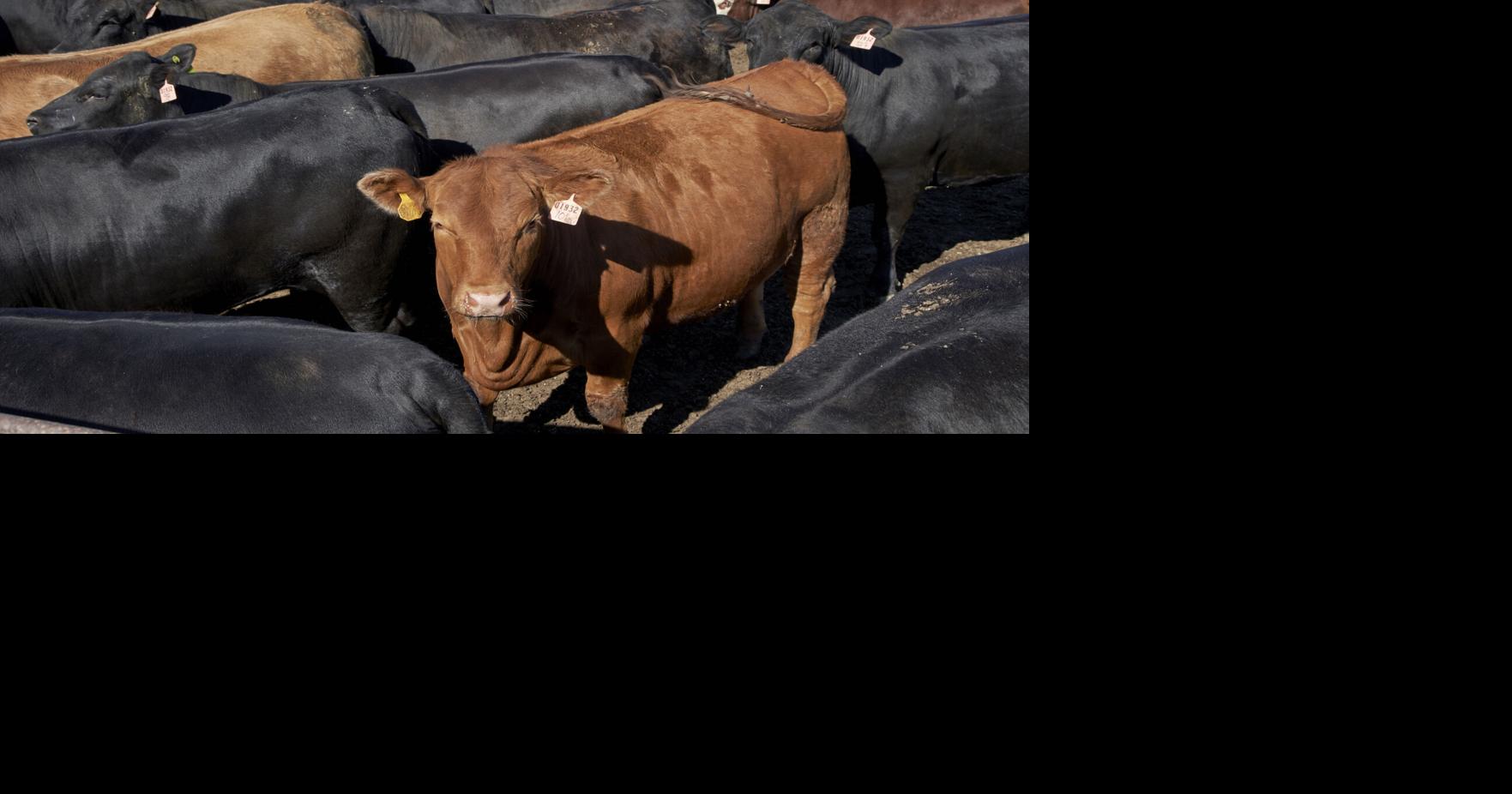 Cattle anthrax spreading in southwestern North Dakota; more than 100 animals lost