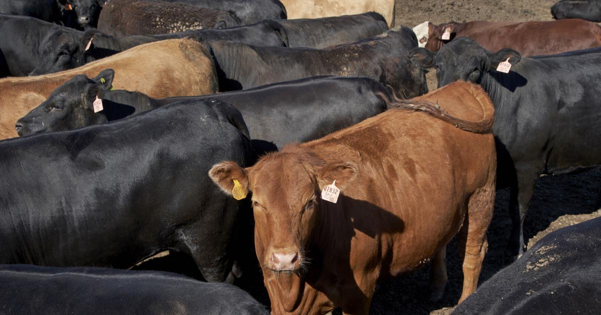 Cattle anthrax spreading in southwestern North Dakota; more than 100 animals lost