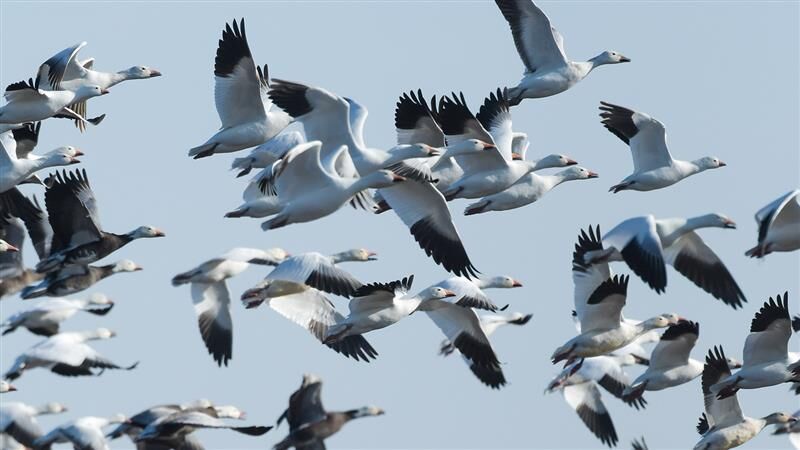 Doug Leier: Spring snow goose season underway