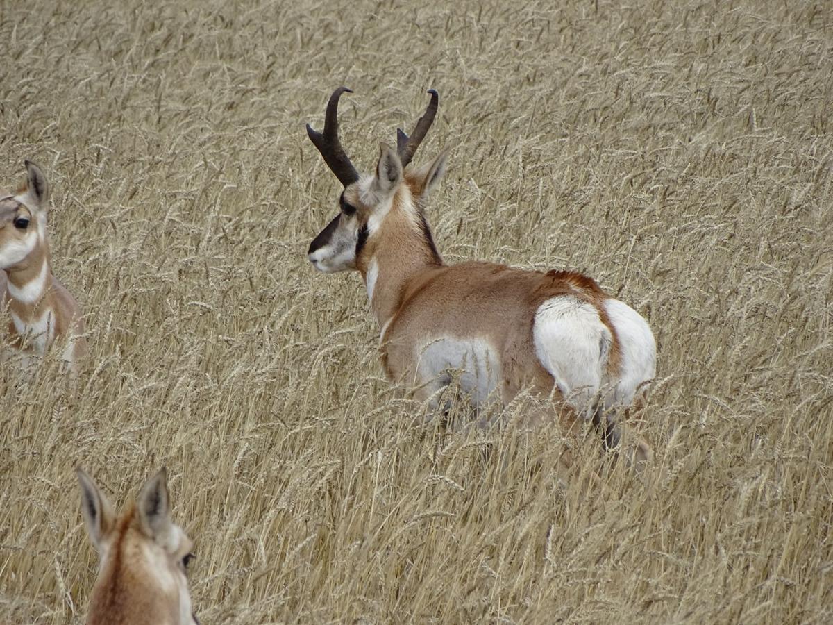 Nice antelope