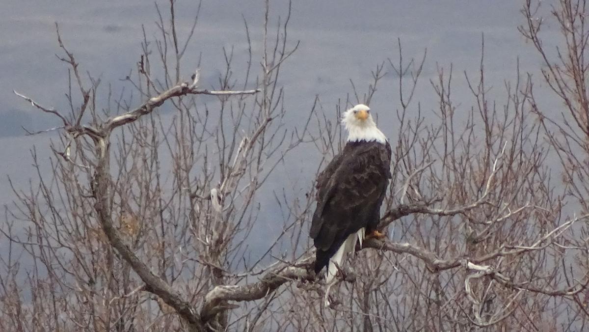 Bald Eagle by the Lake