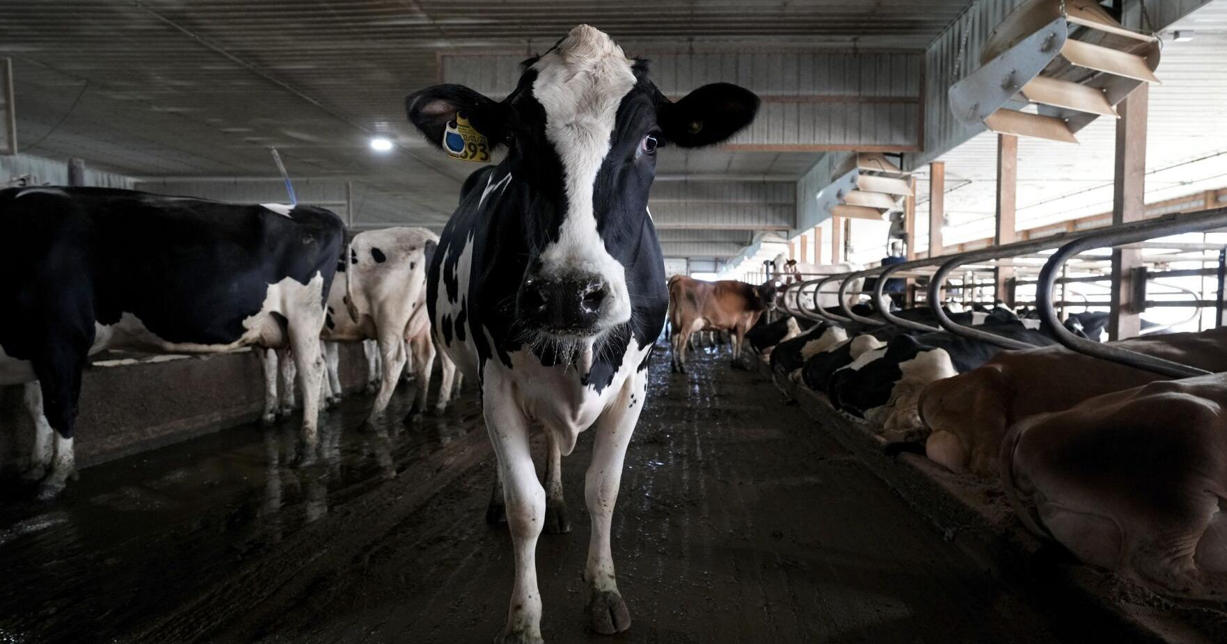 Feedlot pollution at center of lawsuit against Montana DEQ - Vimarsana News