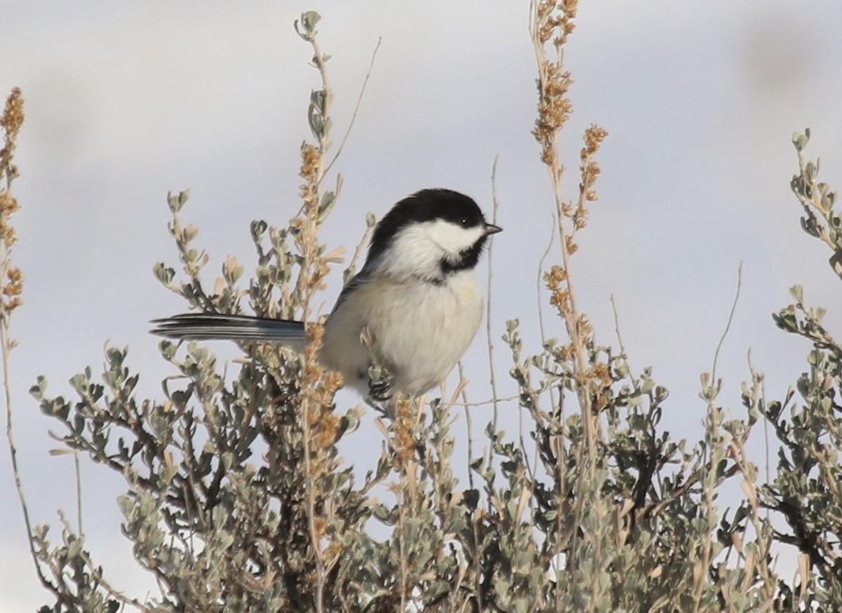 Black-Capped Chickadee