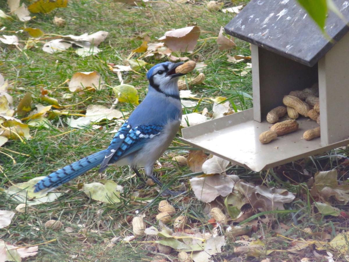 Peanut Delight!