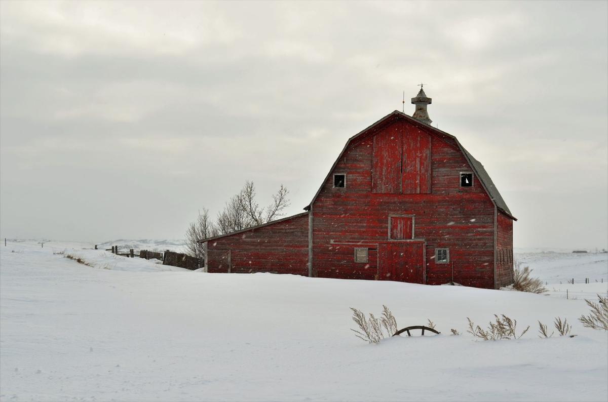 A little color on a cold prairie