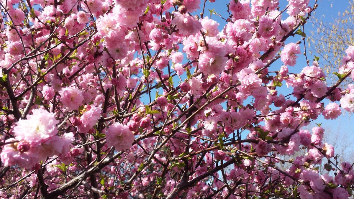 Spring Cherry Blossums