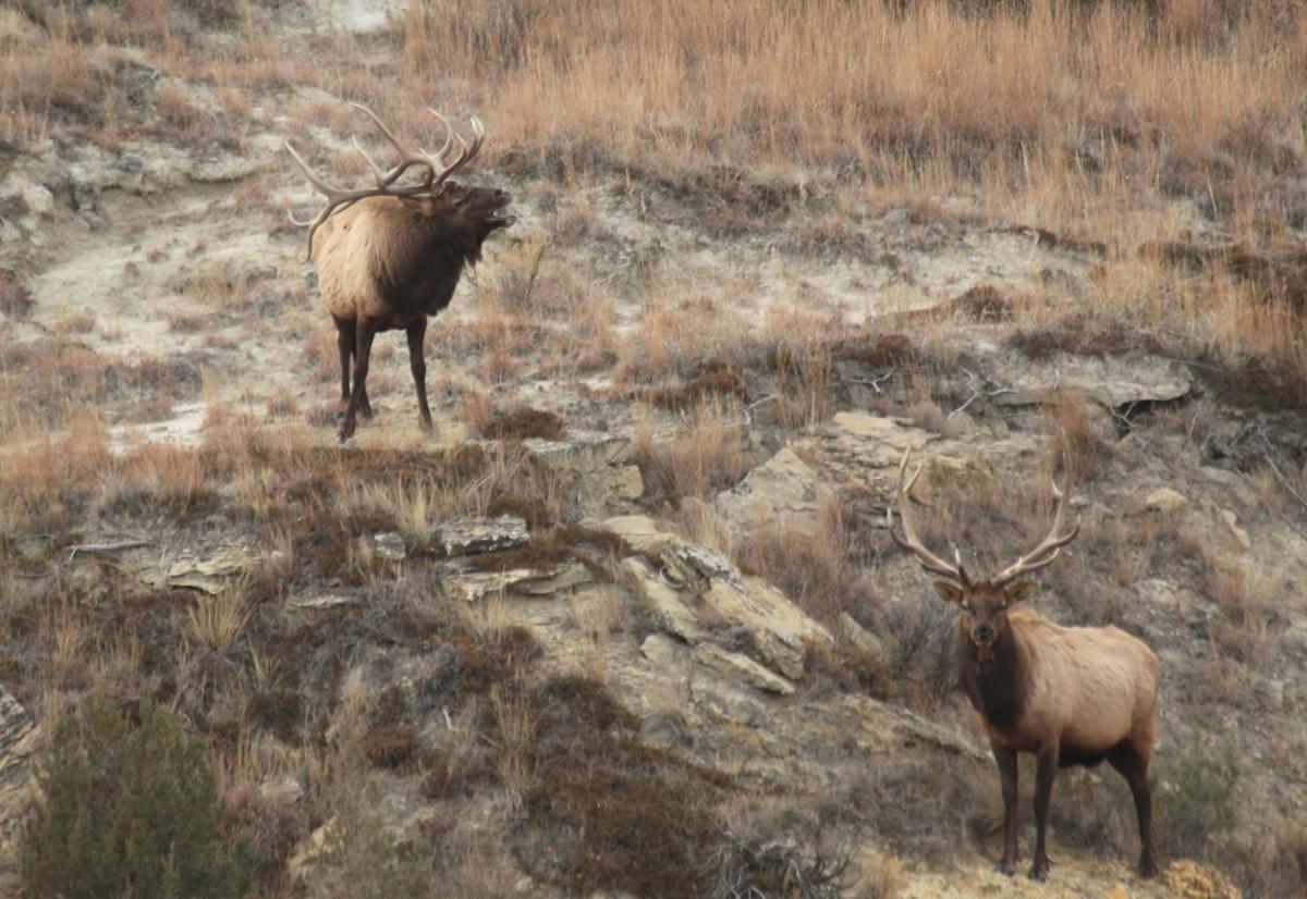 Bugling Bull Elk
