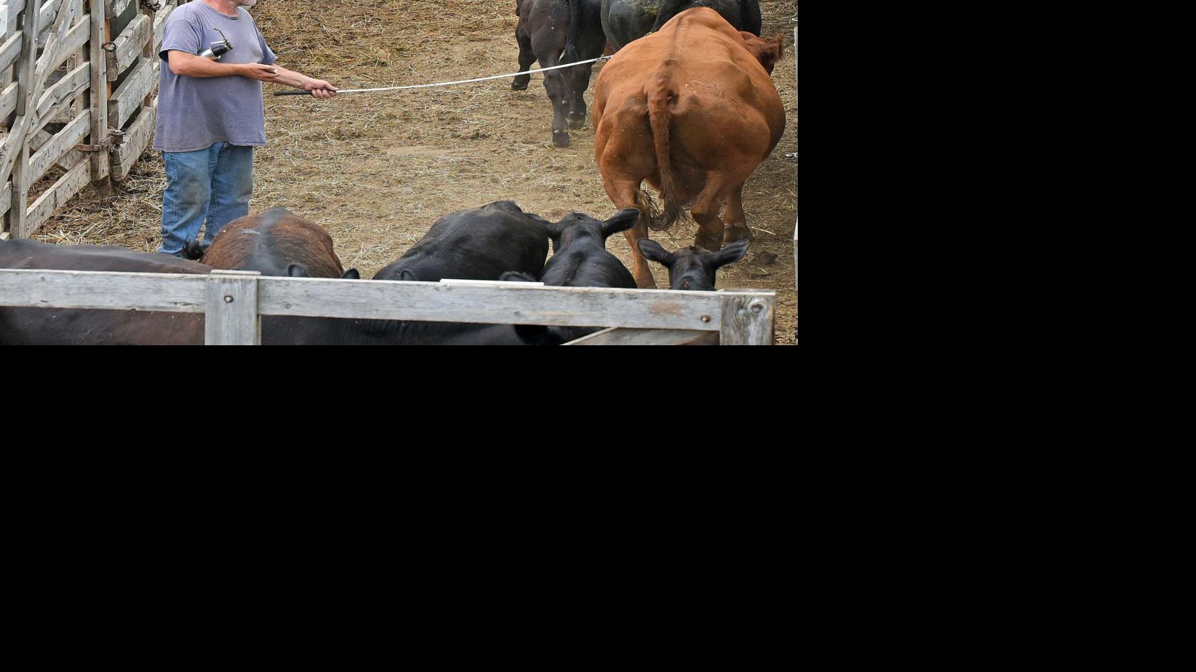 New drought loan programs available for North Dakota livestock
