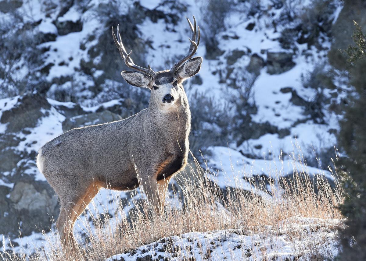 First comefirst served North Dakota deer licenses available beginning