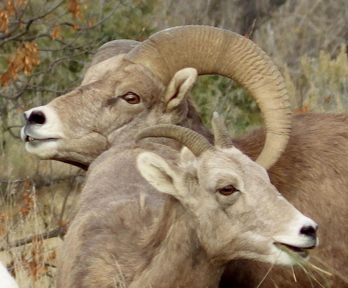 Long X bighorn sheep