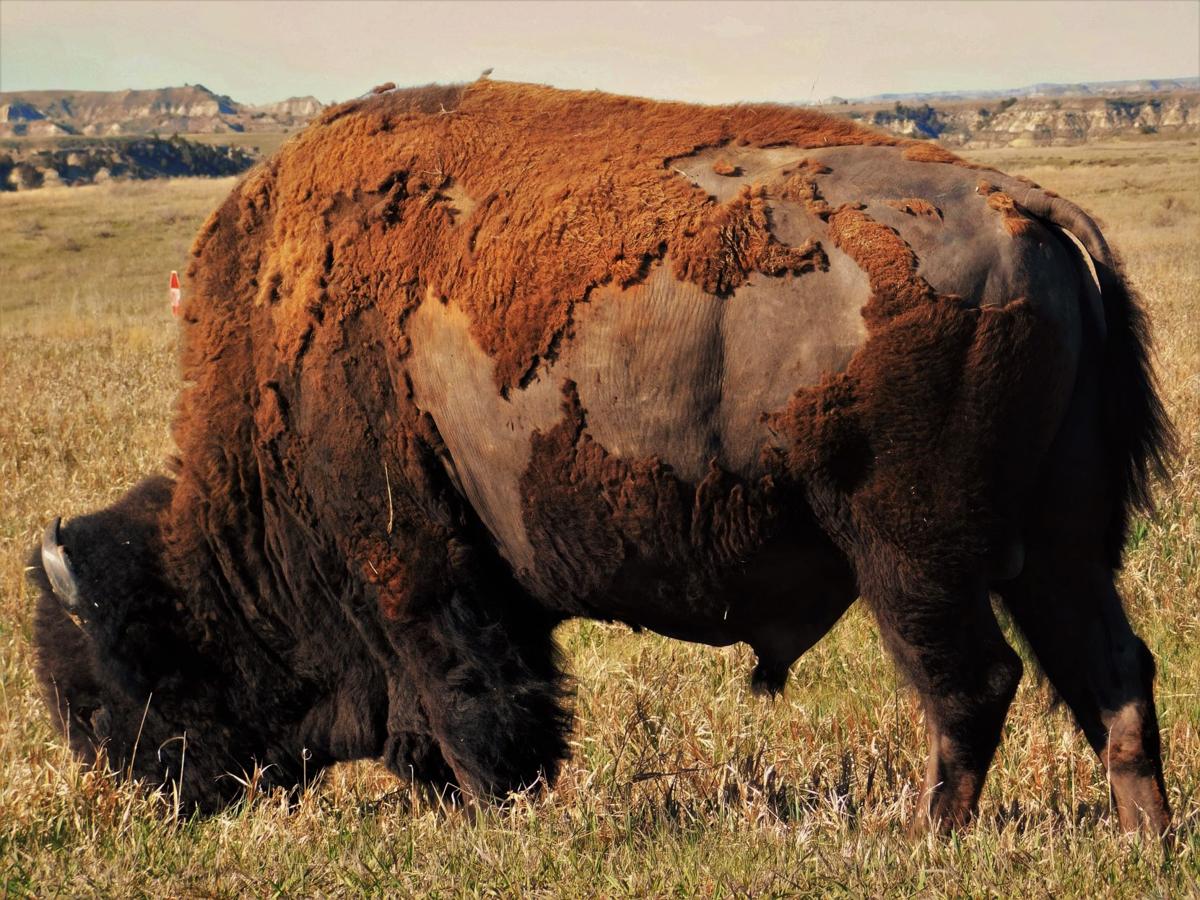 Majastic Bison