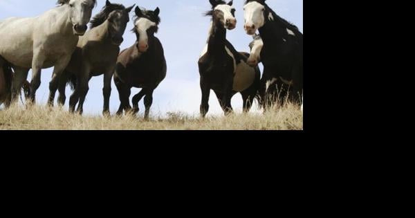 Theodore Roosevelt National Park wild horse advocates rally, offer to help manage herd - Vimarsana News