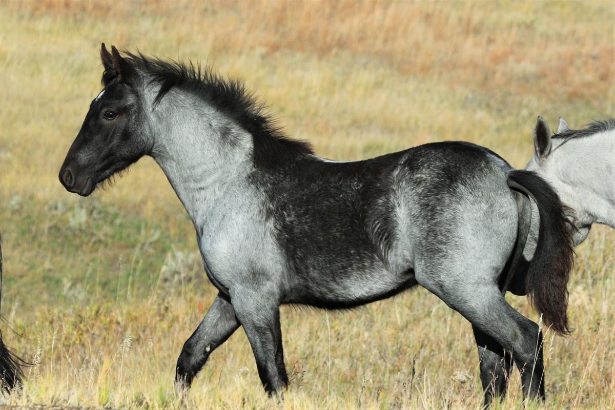 Wild Horse