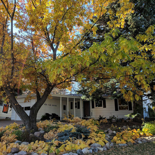 Highland Acres boasts champion red oak tree | Bismarck ...