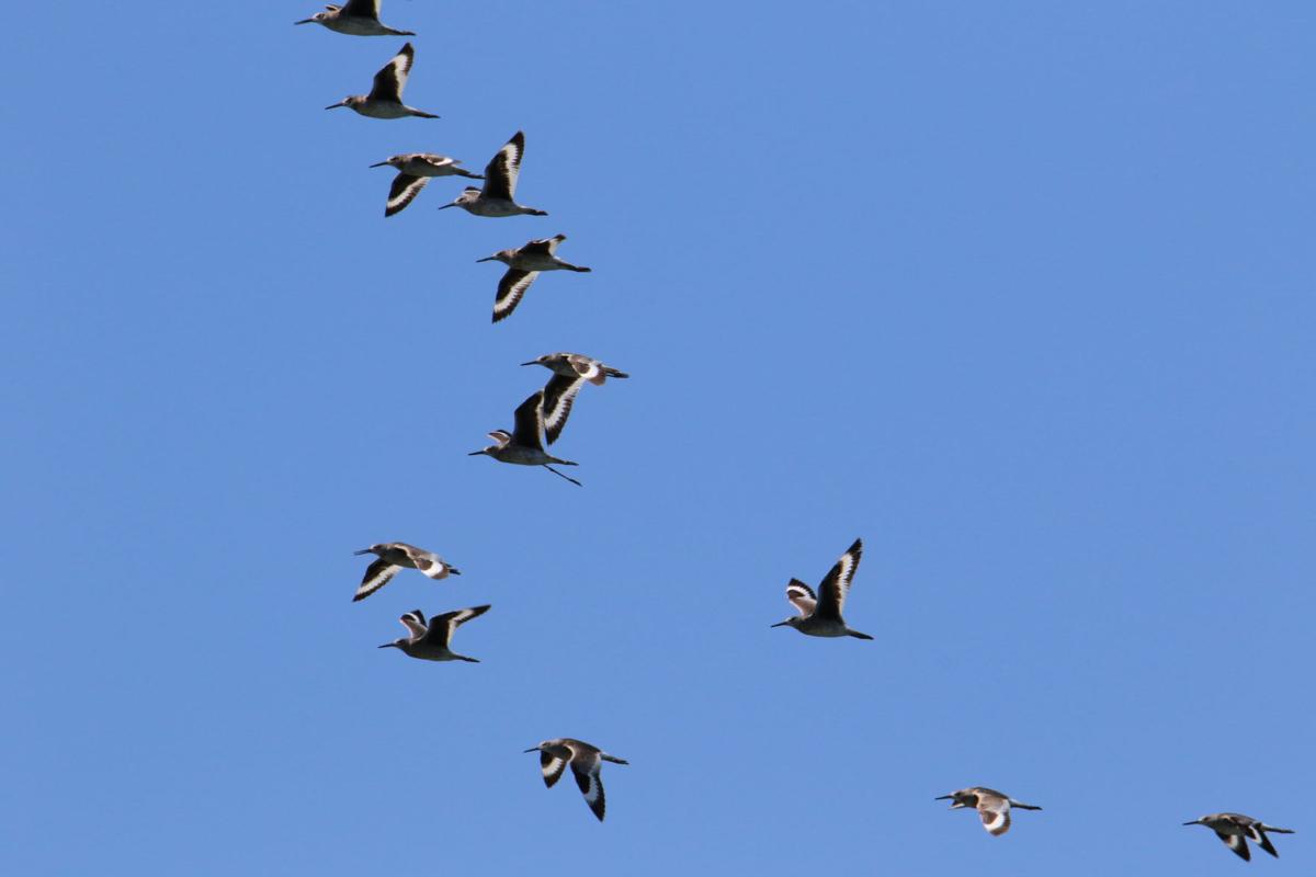 Willets