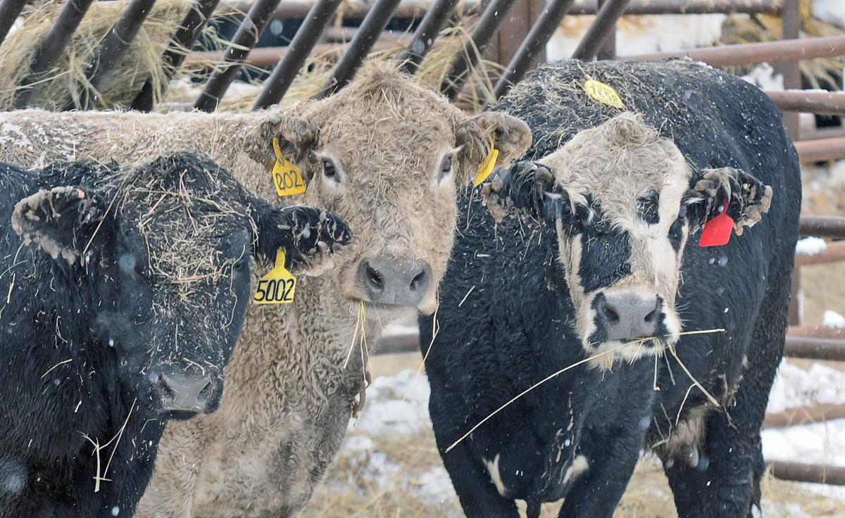Cattle sees slight bump ahead of sales season