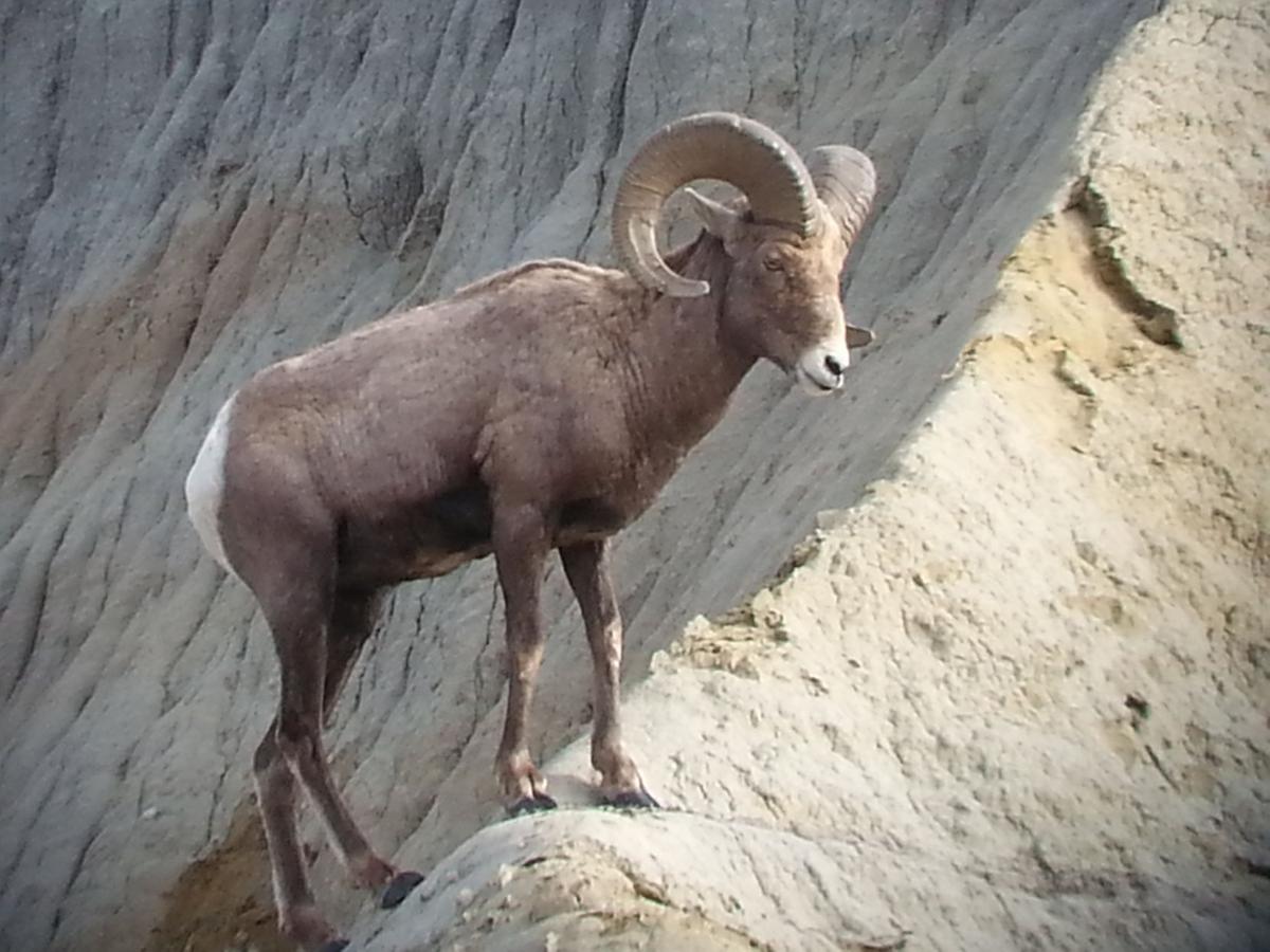 ND Badlands Bighorn Sheep
