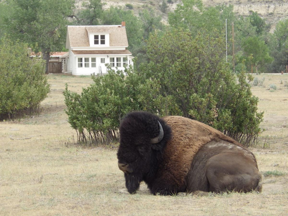 Bison outside ranch
