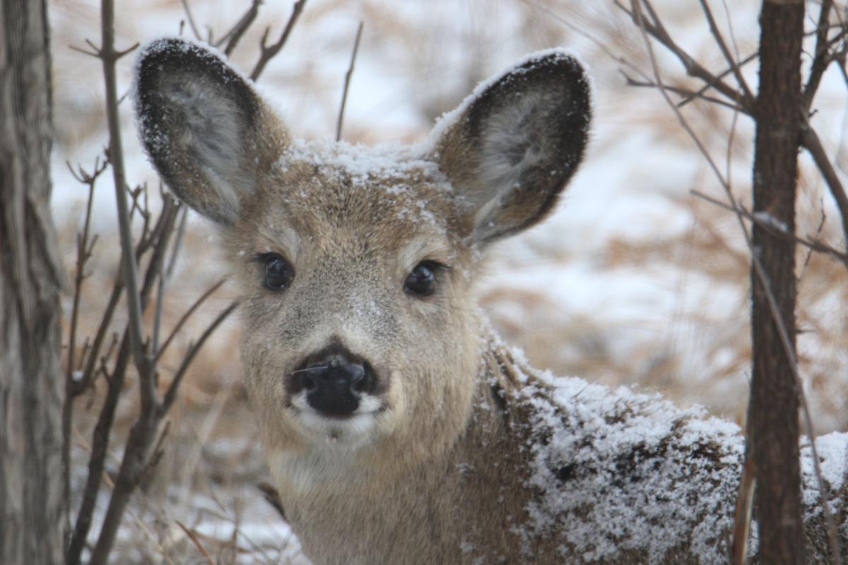 Snowy Ears