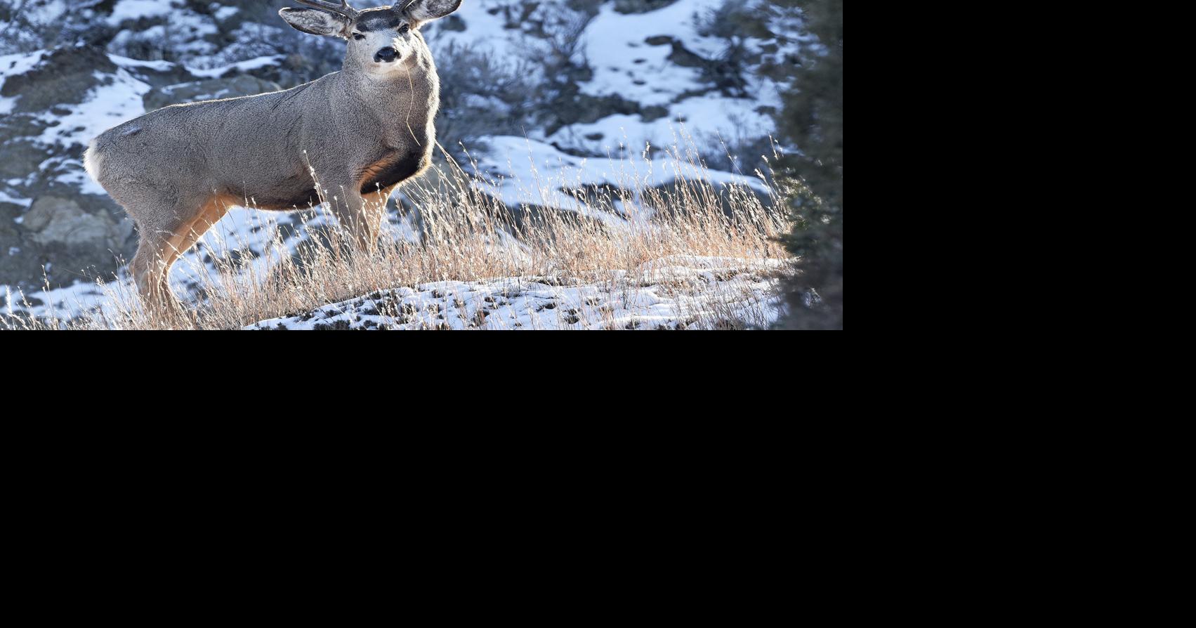 Deer license application deadline nears