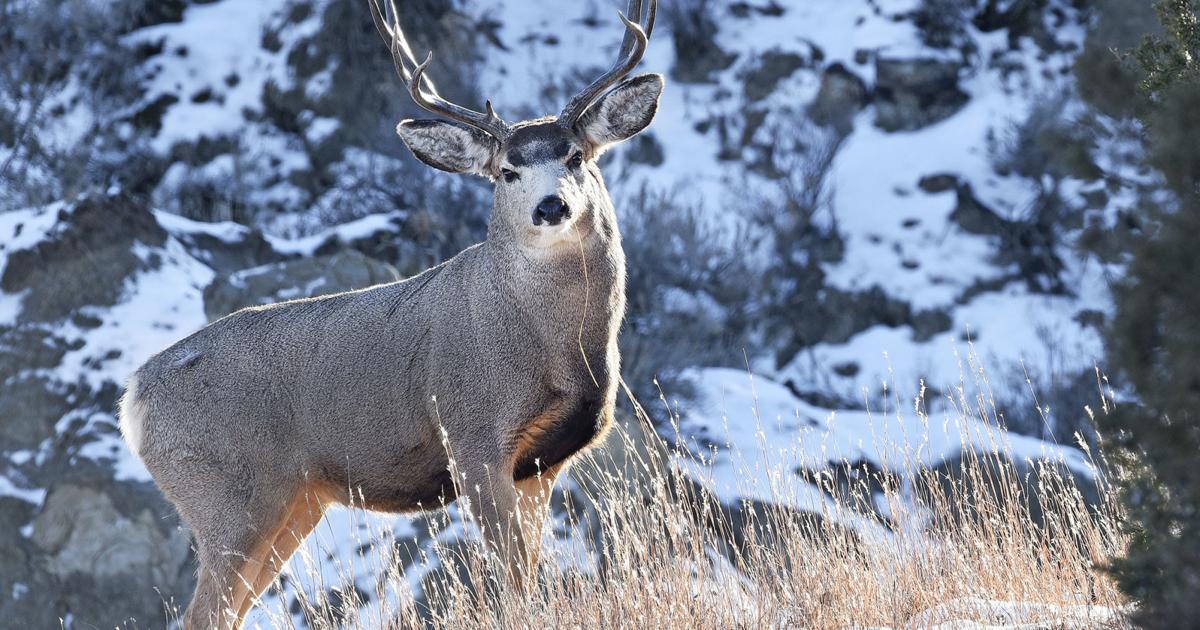 Deer license application deadline nears