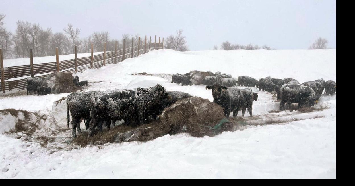 Stockmen’s distributes blizzard aid to ranchers; drought worsens across North Dakota