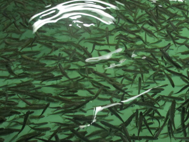 Chinook salmon (copy)