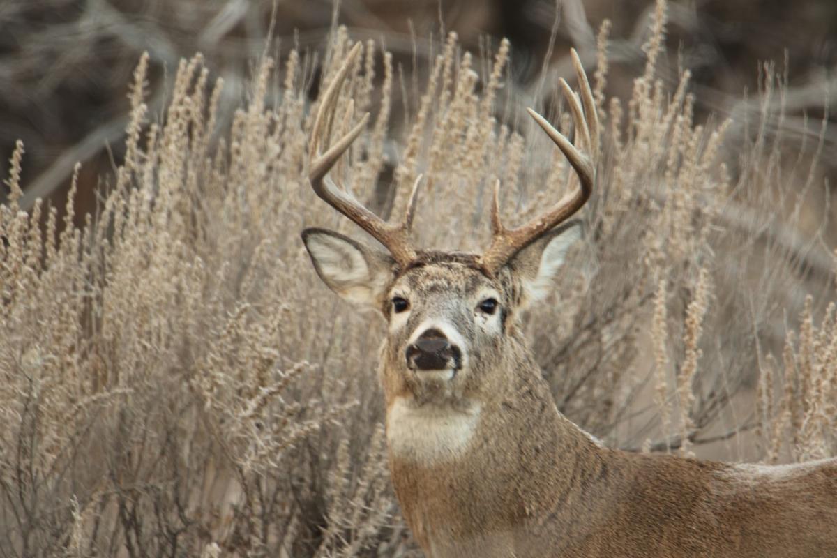 Whitetail Buck