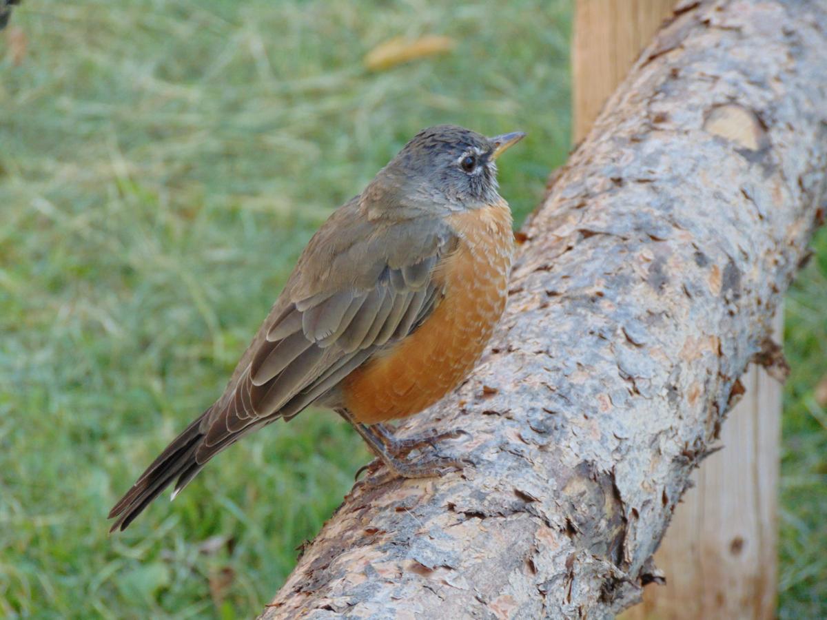 Robin