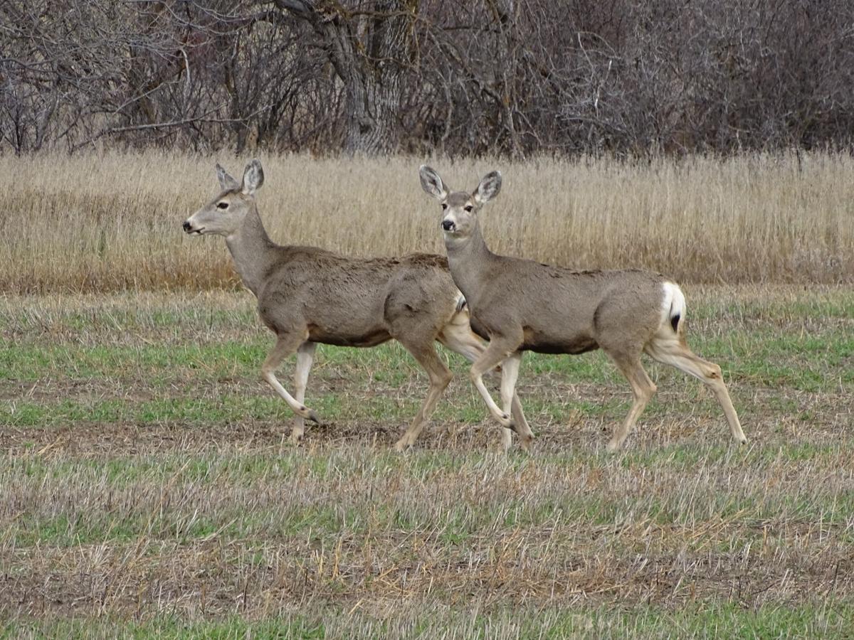 Pair of Muley does