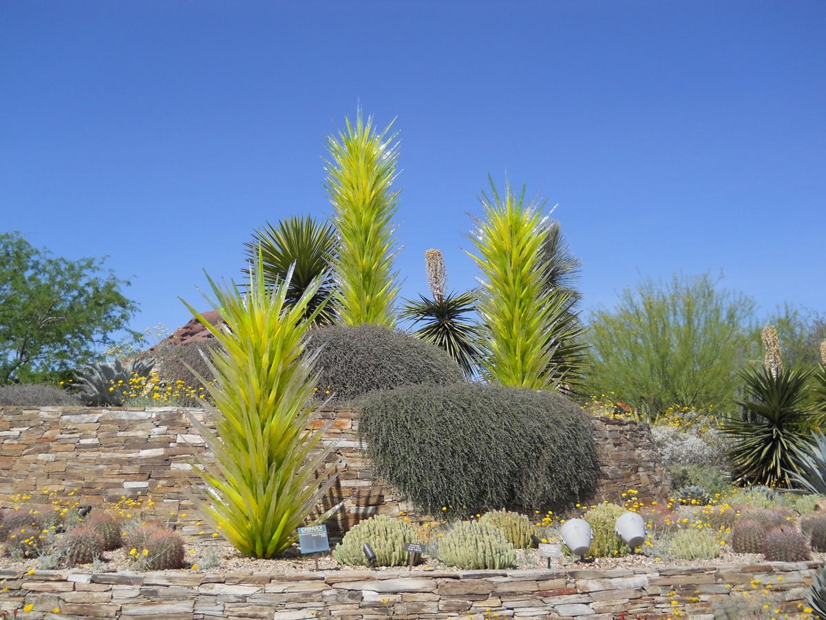 Desert Botanical Garden Dale Chilhuly Glass Art.