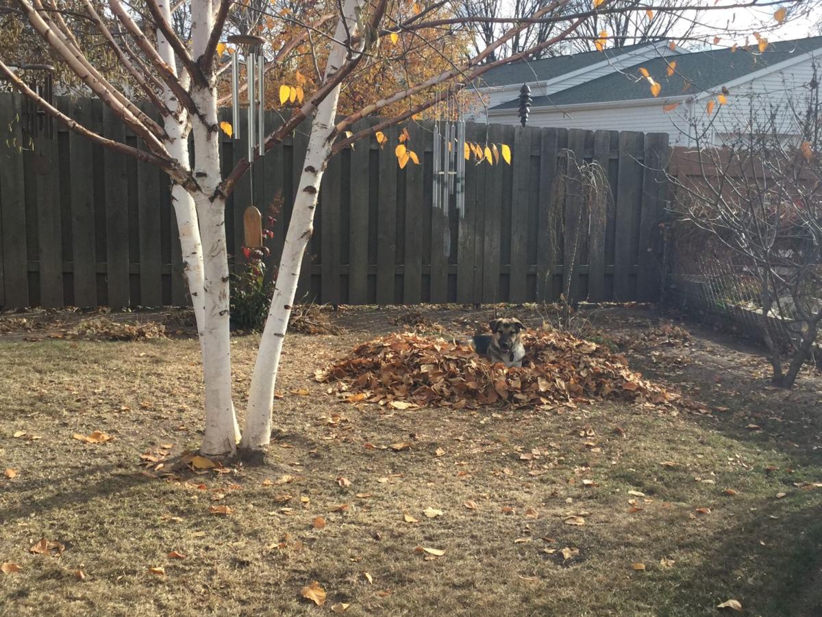 Jake enjoying fall weather