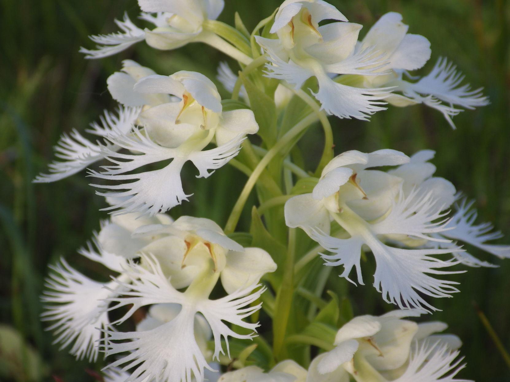 Rare Orchid Makes For Christmas In July State Regional Bismarcktribune Com