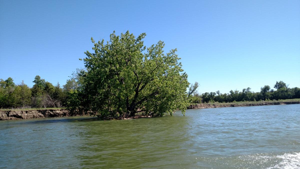 Tree in Missouri River