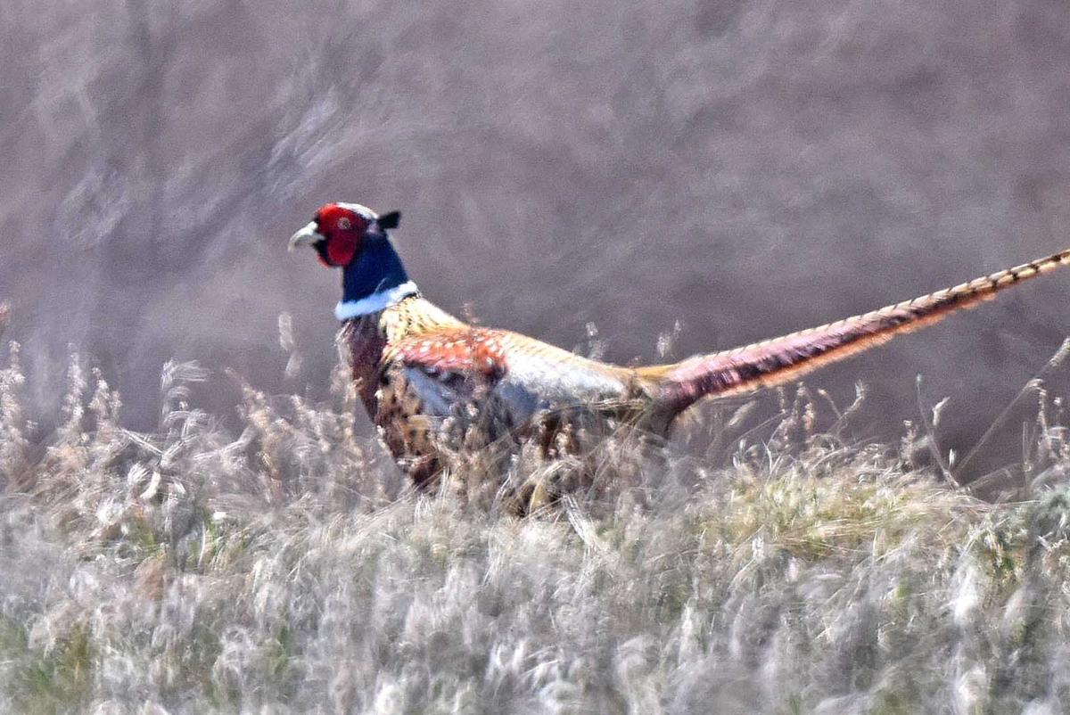 North Dakota Pheasant Season 2025