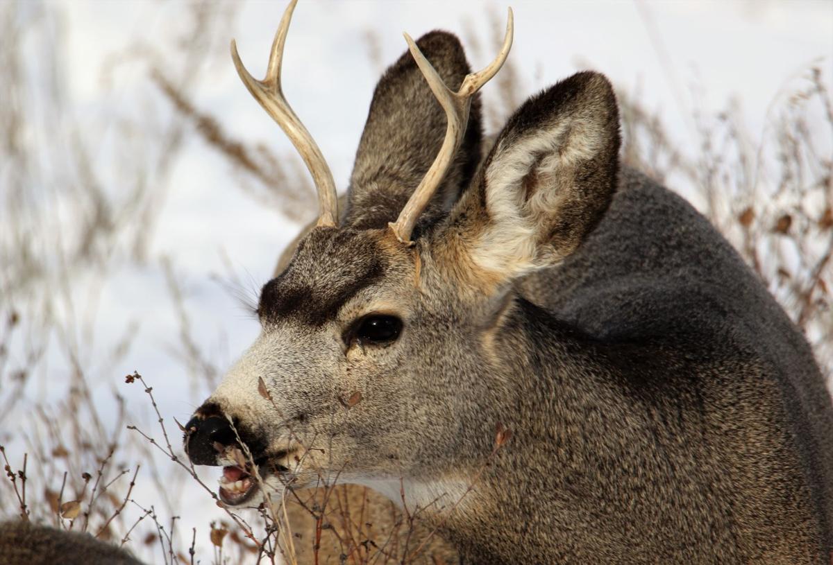 Hungry Little Buck