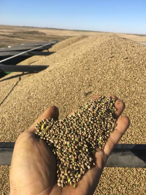 hemp.jpg