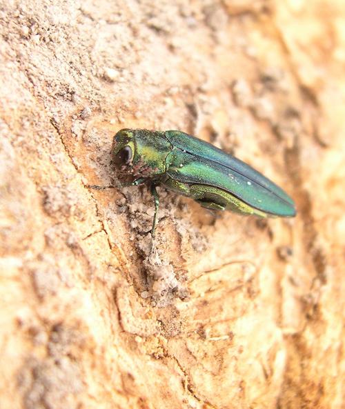 Emerald ash borer.jpg