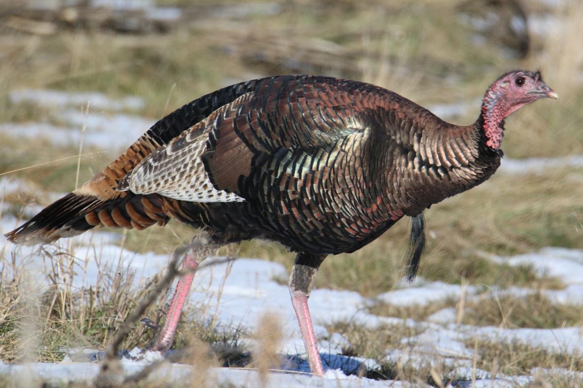Turkey time (copy)
