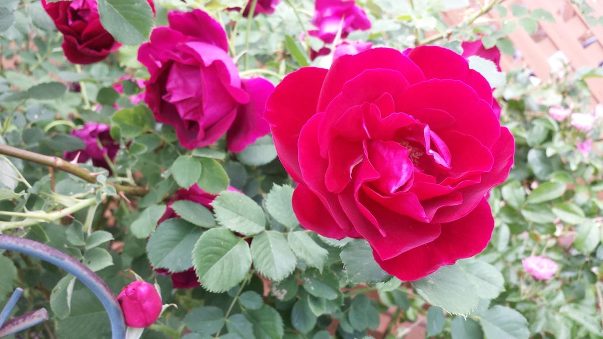 Reminder of Spring (1)