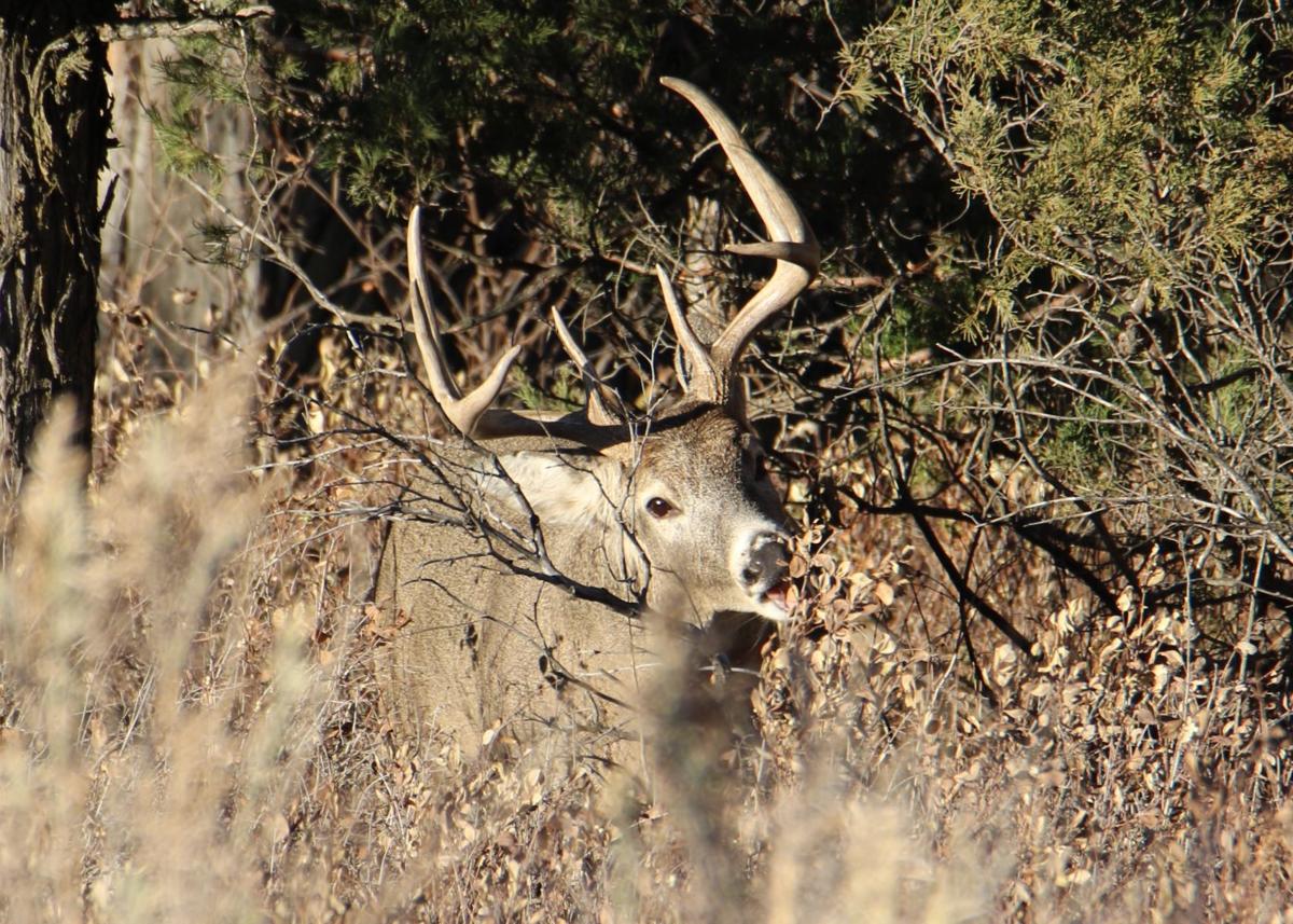 Whitetail Buck