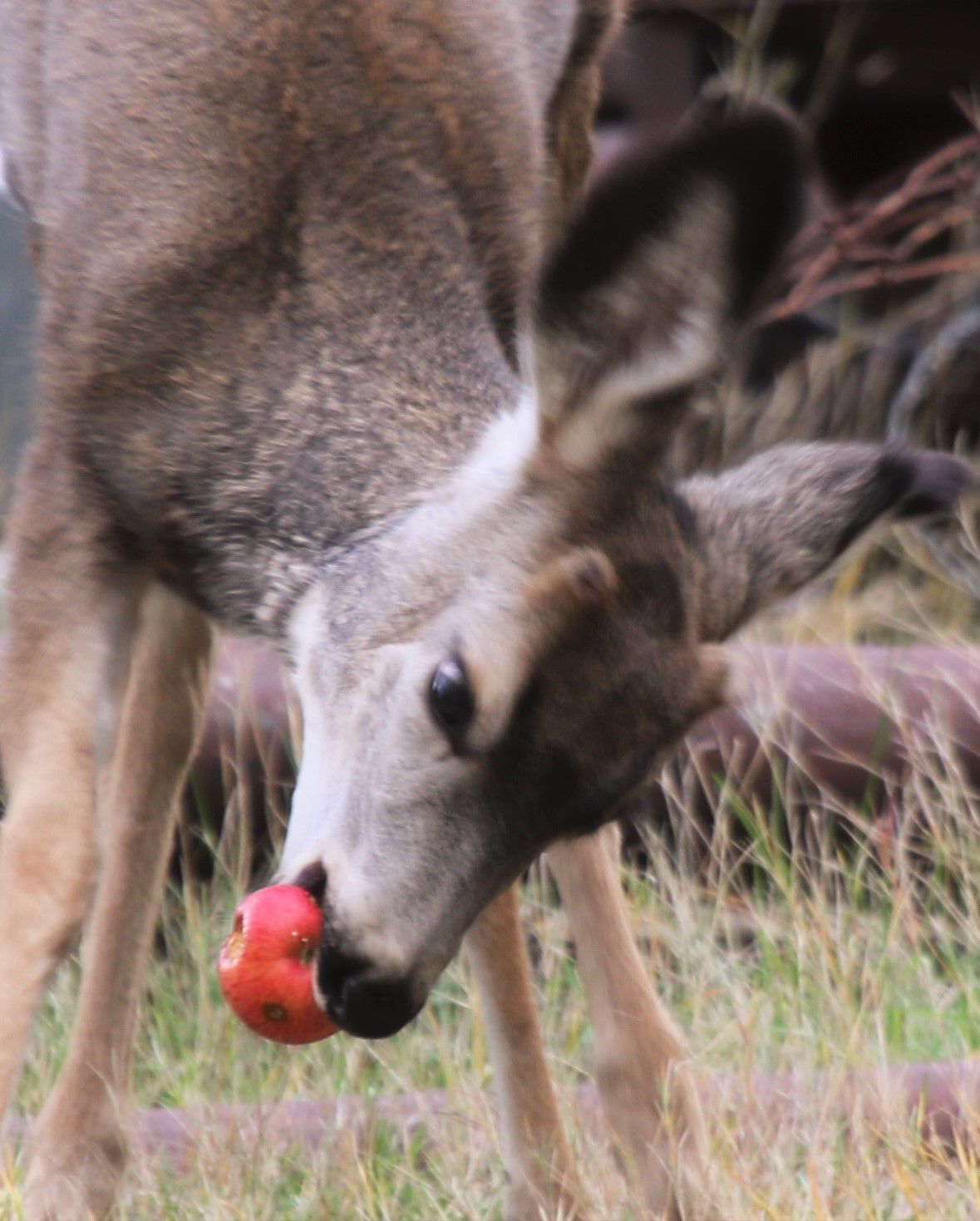 An Apple A Day