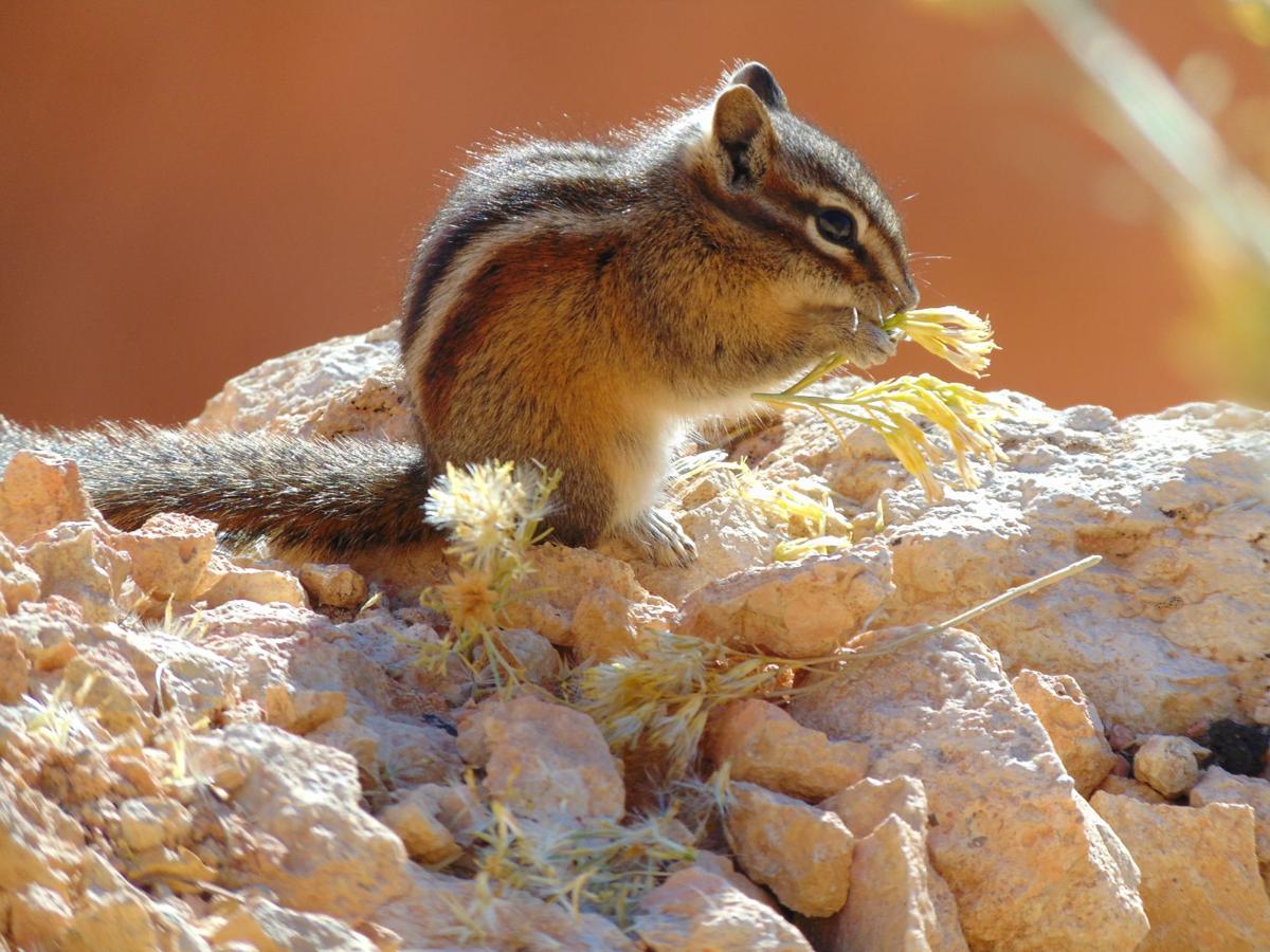 Chipmuck at Bryce Canyon